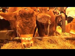 Salon de l'agriculture 2010