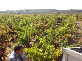Visitas a bodega (Despedidas solteros La Rioja)