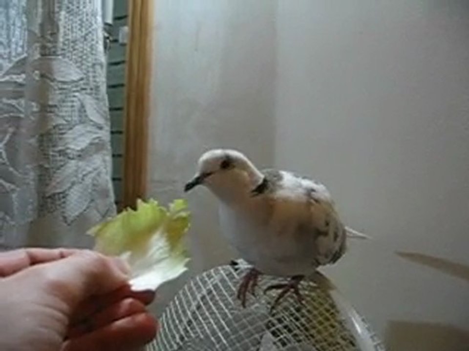 le chicon c'est bon !