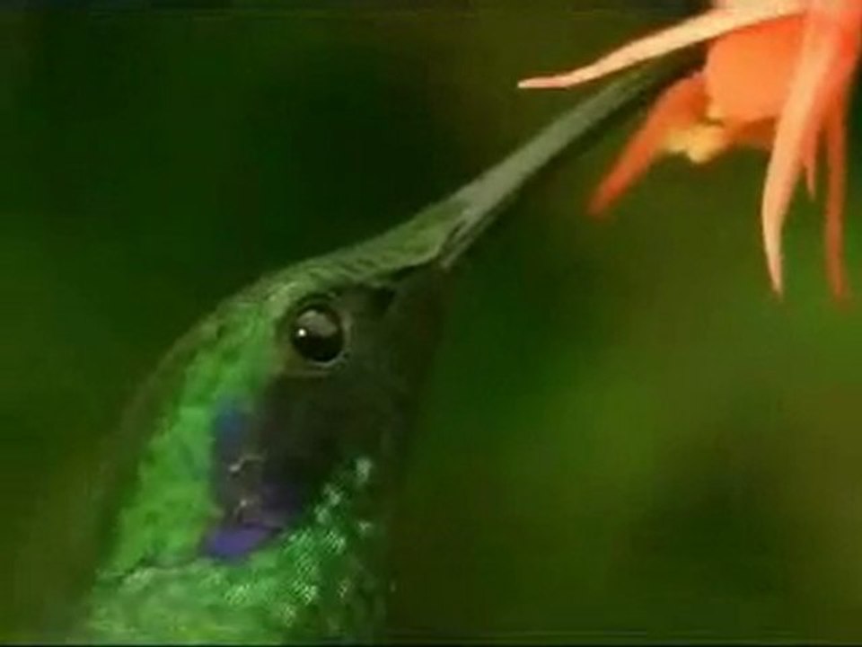 COLIBRI - LA RECOLECCION DEL NECTAR - DOCUMENTAL