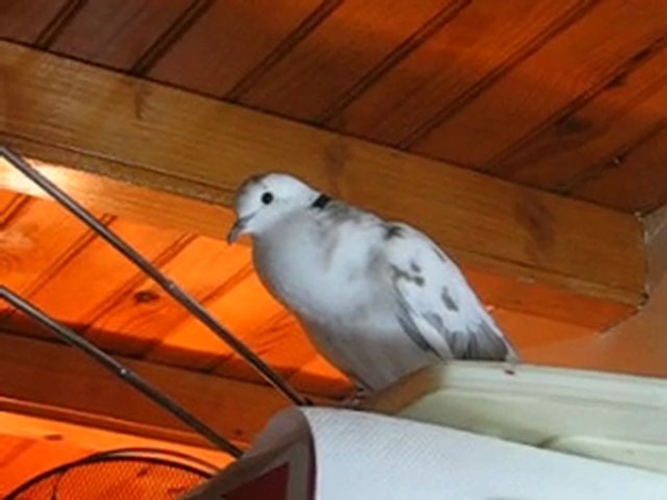 je chante soir et matin !