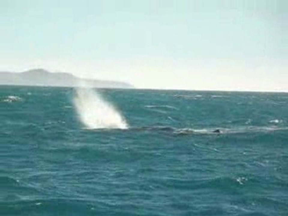 Spermwhale