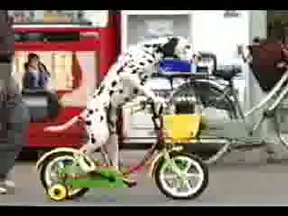 chien_cycliste_http://www.mesfavorisites.com/