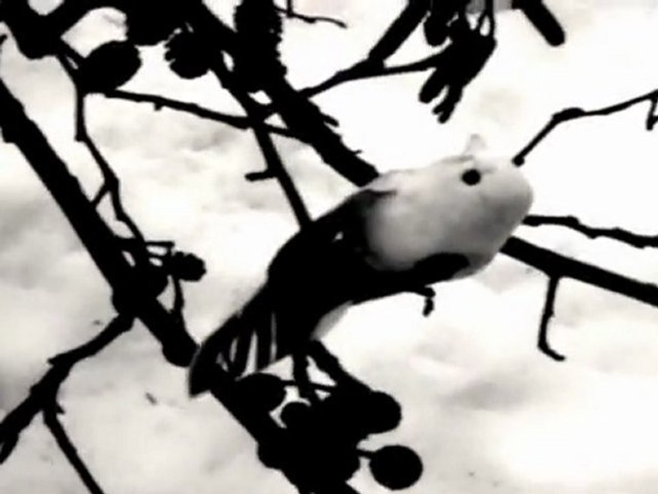 isolés sur le blanc, les brins fins aux vents