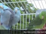 Available Parrotlets For Sale Parrotlet Breeding Singles