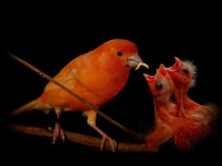 Maman, tu es la plus belle du monde Michèle Torr