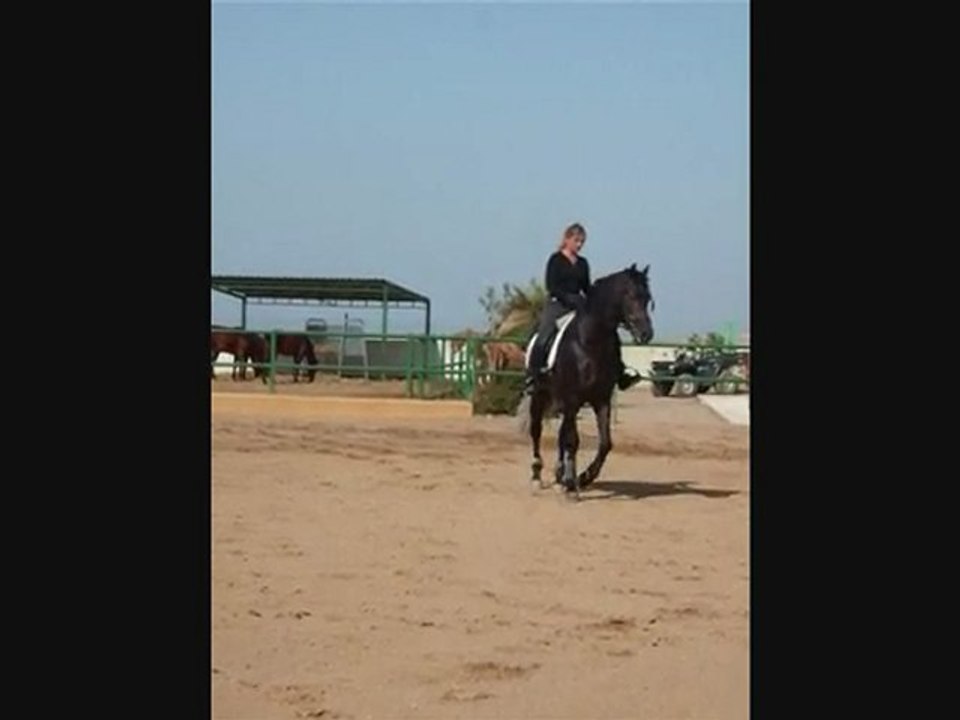 Pure Race Espagnole de 4 ans, initiation cession a la jambe