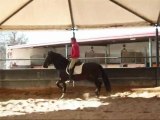 P.R.E de dressage a la vente LEBRIJANO