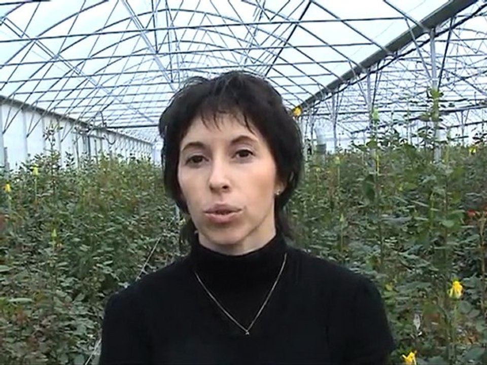 chauffage de serres de roses aux granulés de bois