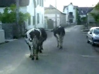 GEPEHESSE RURAL - Tome Tome à Bernac !!