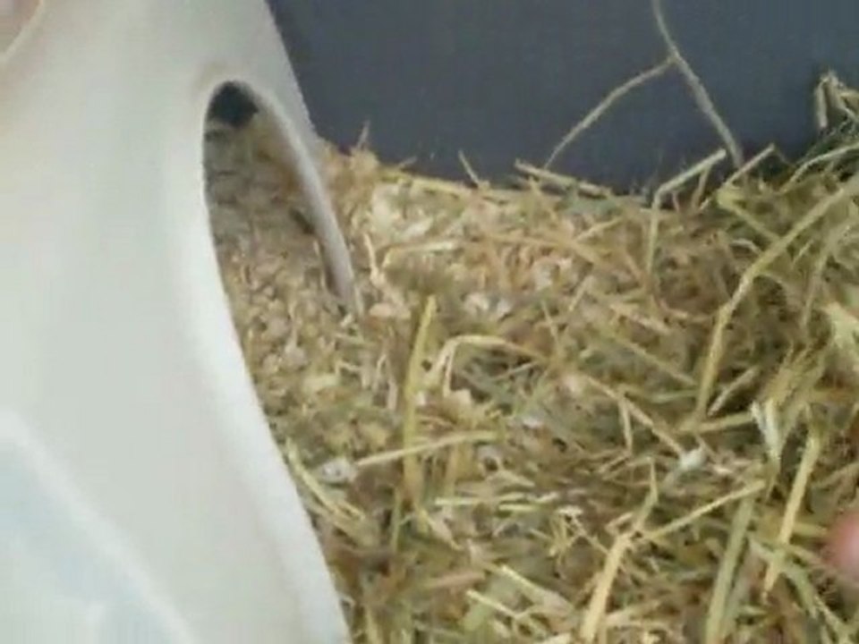 Dodo fait son cinema