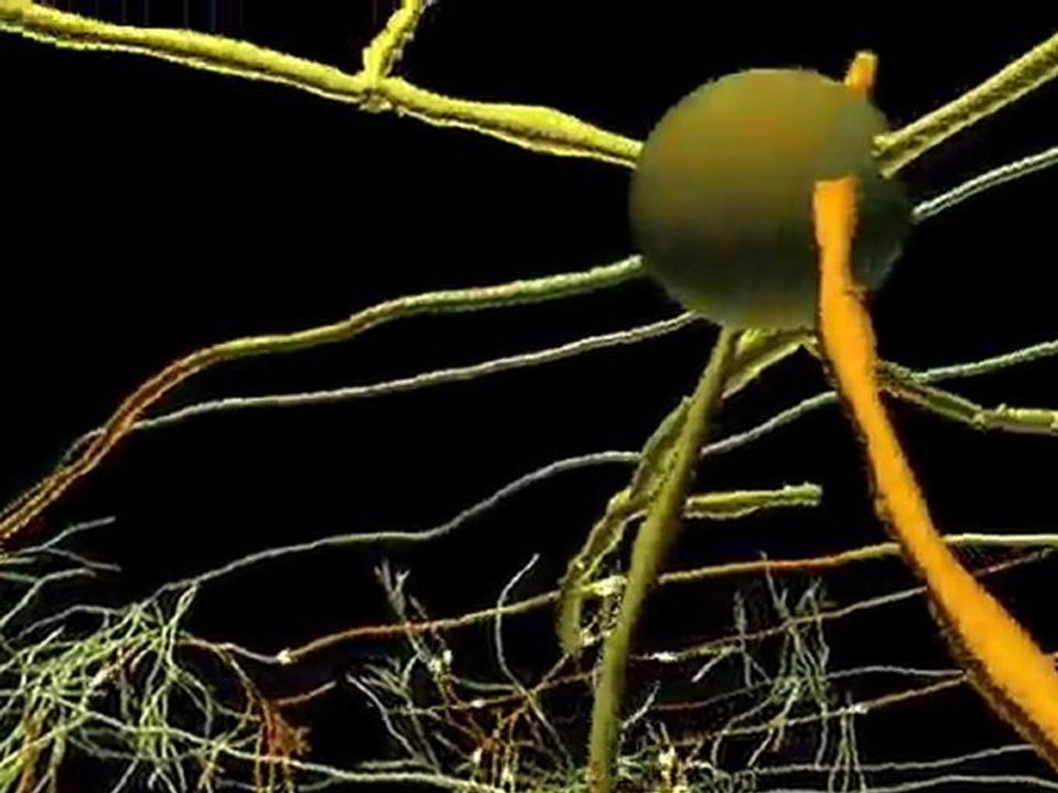 video test