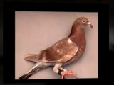 Pigeon Pals and NLOP presents: UFC's DANA Bounty