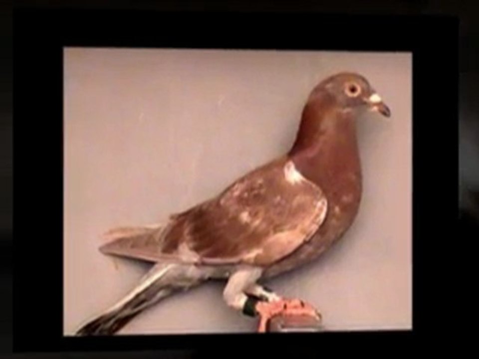 Pigeon Pals and NLOP presents: UFC's DANA Bounty