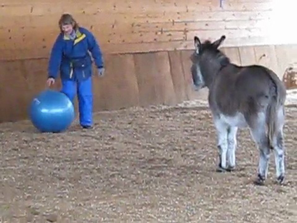 Entraînement au clicker petit âne Merlin joue au ballon 1