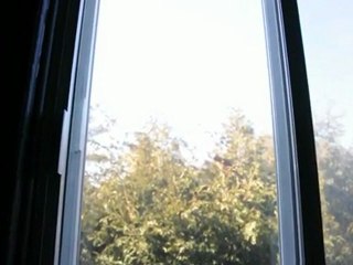 Cet oiseau va me rendre dingue! Si c'est pas déjà fait...