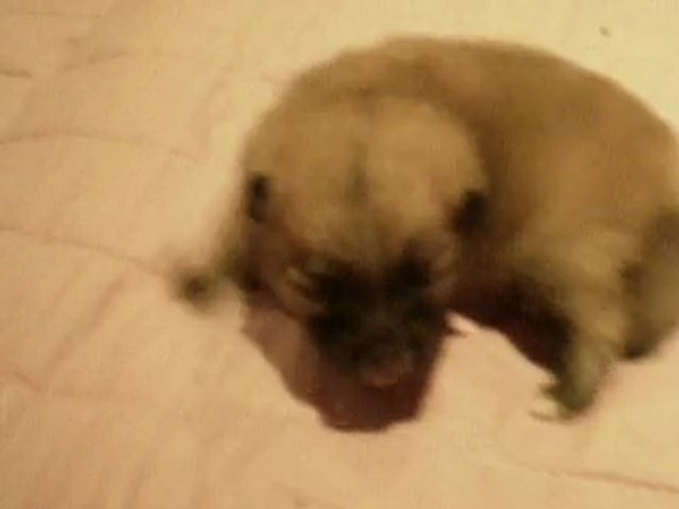 bébé chanel 2