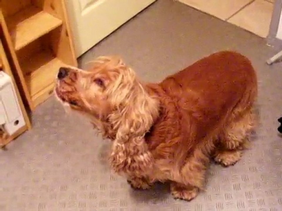 MON COCKER NE S APPELLE PAS JOE MAIS IL POURRAIT