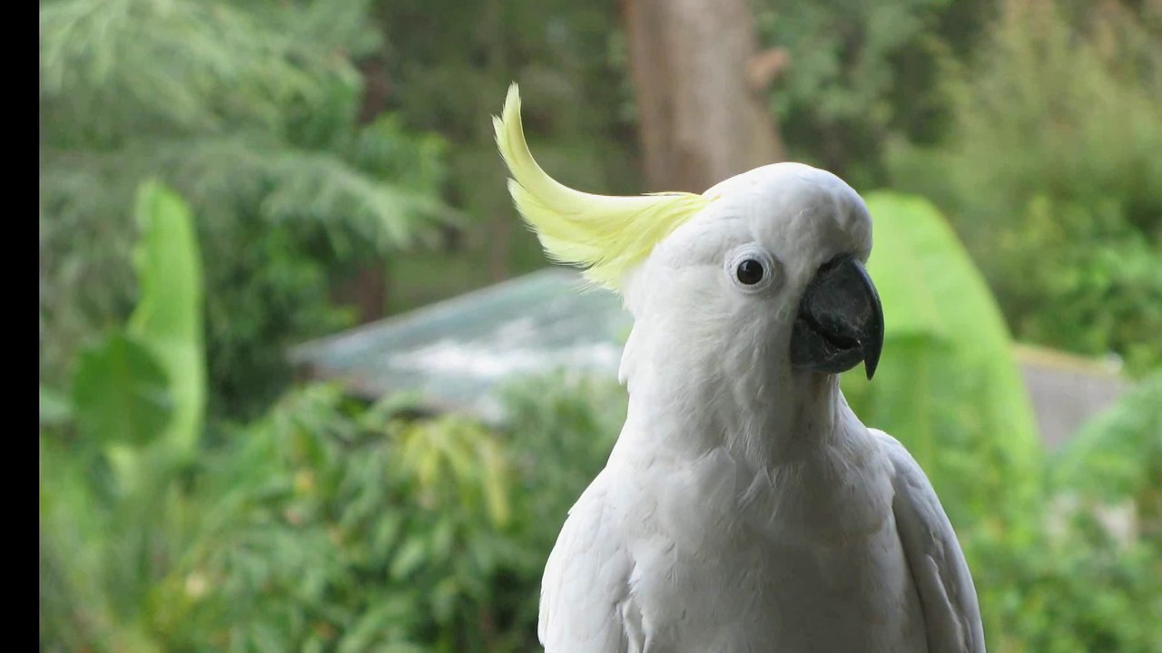 Michael Jackson & Kakadus