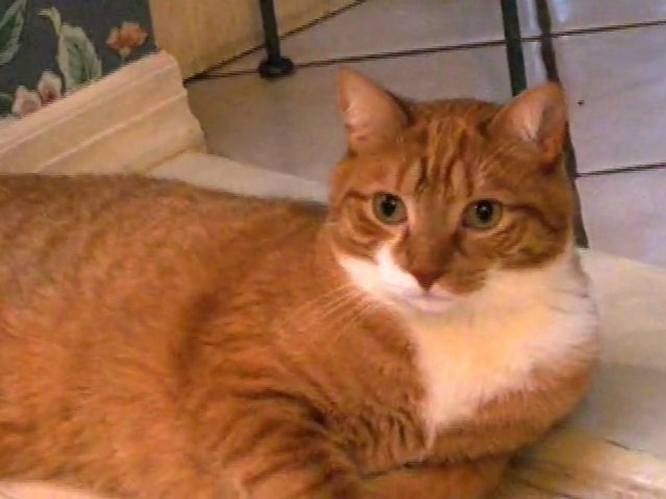 Inappropriate Cat