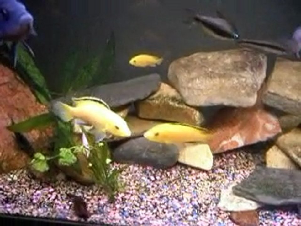 salle d'aquariums de Cichlidés Africains de Djah Olive