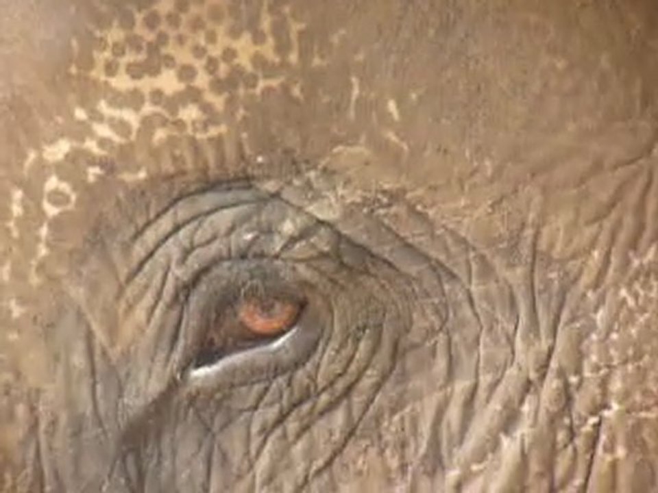 1mn16s d' un oeil d' éléphant à Chitwan