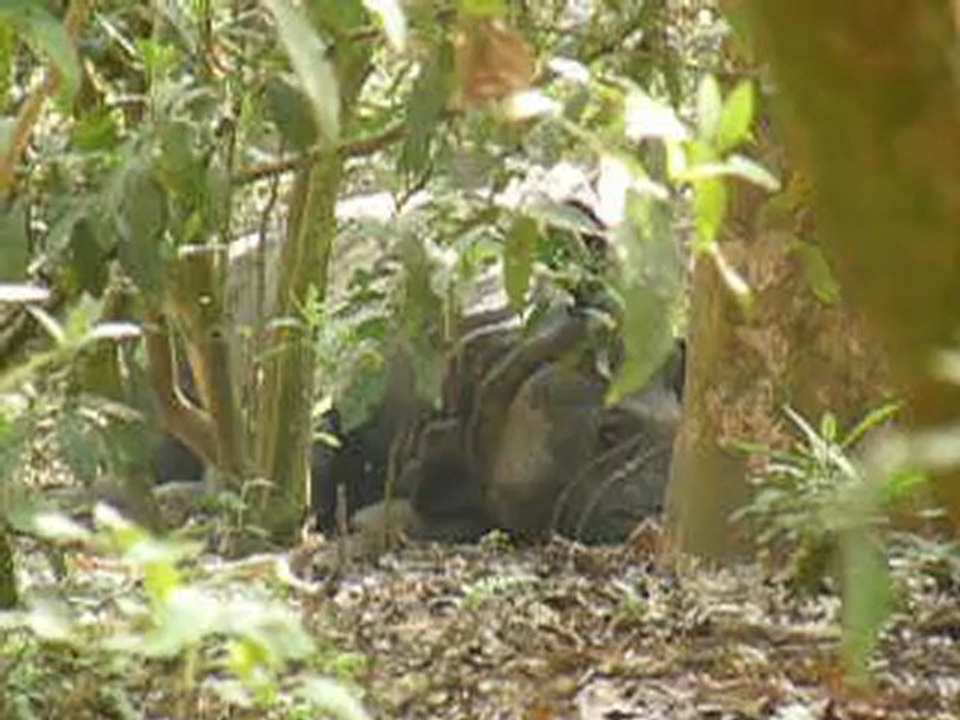 Rhino couché dans le parc de Chitwan