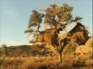 La familia suricata: Trailer: The Meerkats