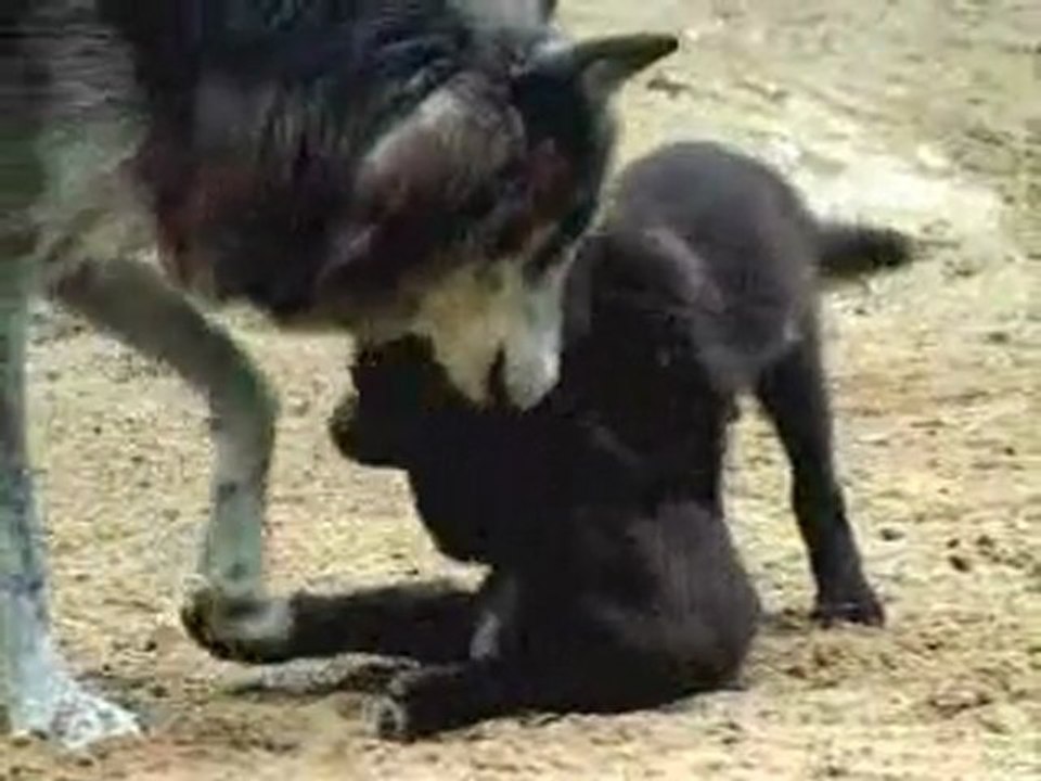 loup de mackenzie