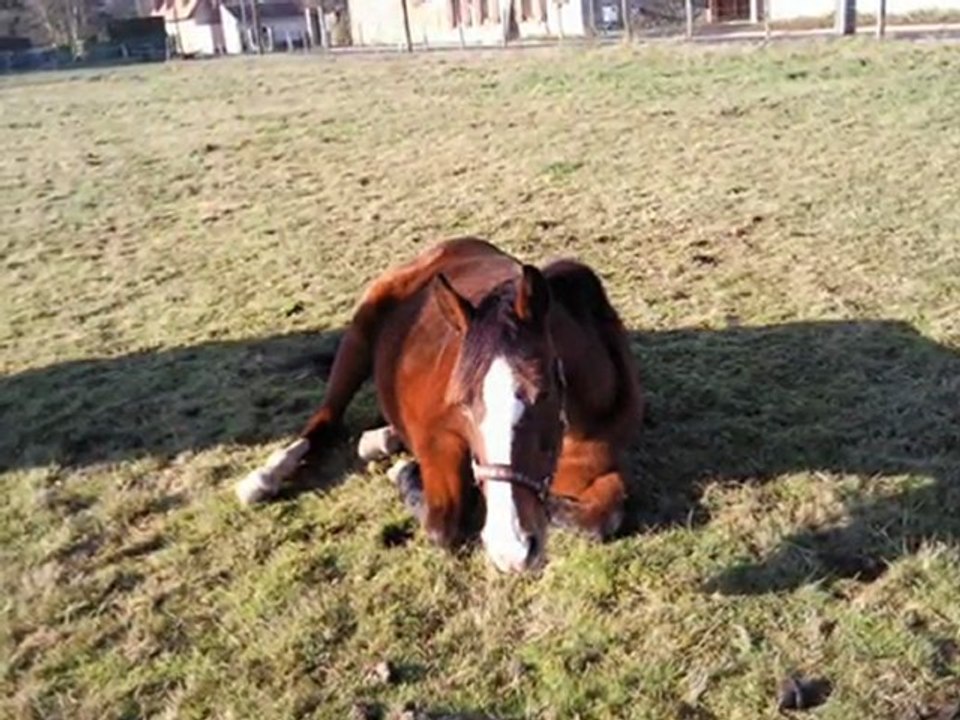 Mes chevaux