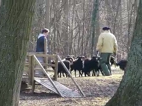 Even au troupeau 2eme matinée