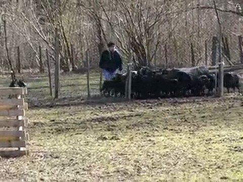 Even au troupeau 2eme matinée