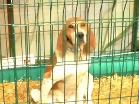 Salon Agricole Tarbes 2010