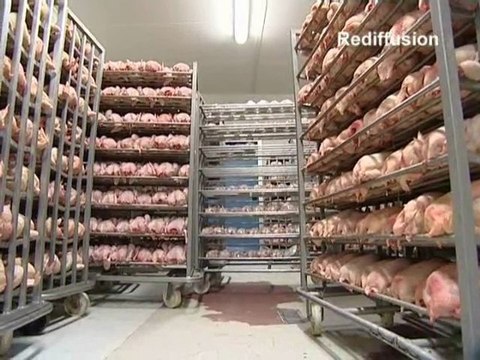 Calaisis TV: L' oeilleton d' émma, la Volaille de Licques 5