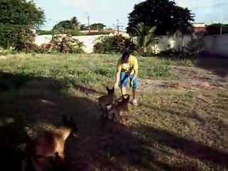 Malinois Huby e irmãos aos 4 meses