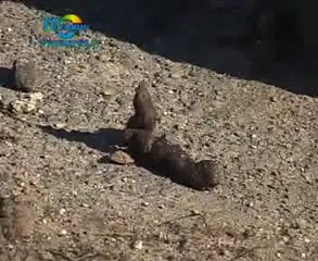 200 ton psich kup miesięcznie na ulicach miasta