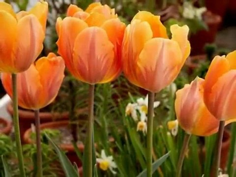 Grup Yansımalar - Asude