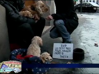 Entre Chiens et Fric !!!!!