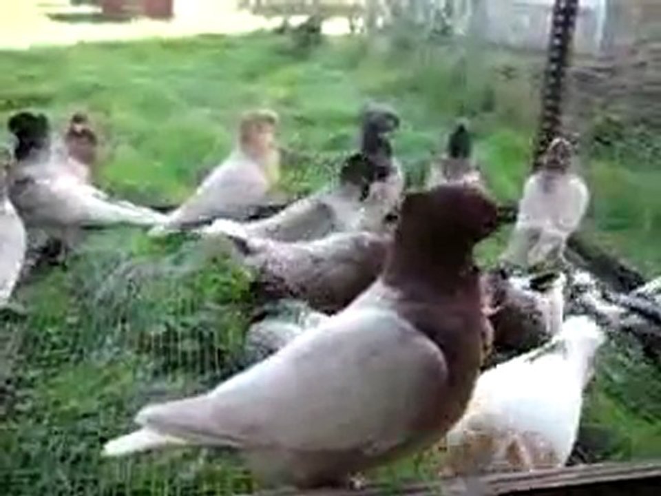 Blondinette Orjinal Hünkari güvercin videosu - Trakyaguverci