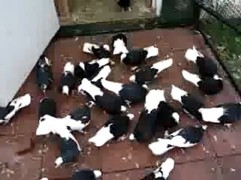 Dönek güvercin videosu - Trakyaguvercin.com