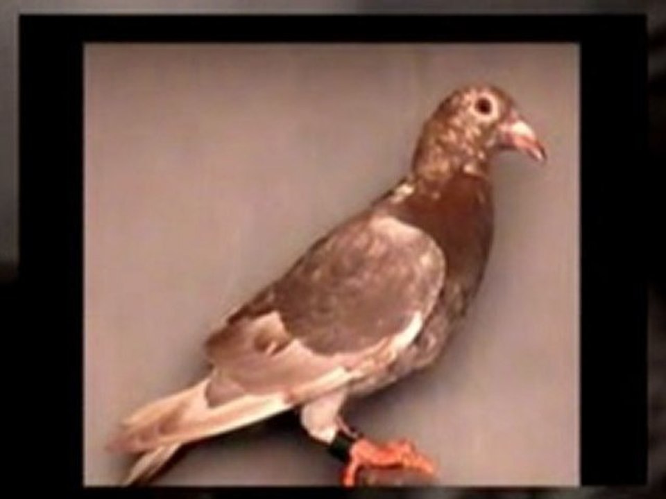 Pigeon Pals Racing Club Daily Results 234