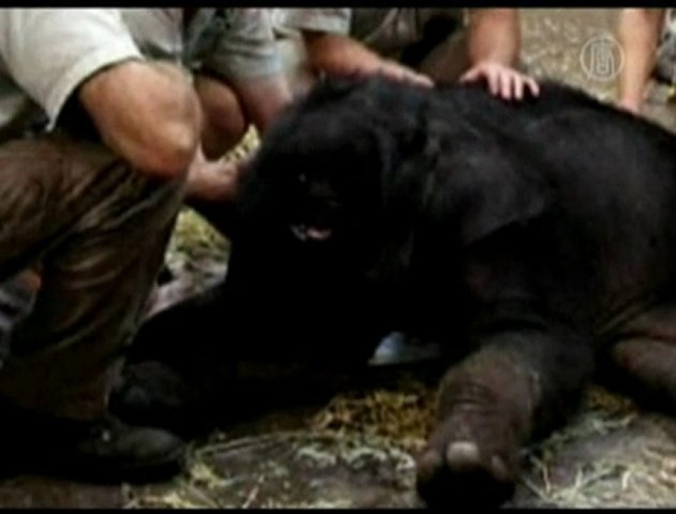 Elephant Birth Suprises Zoo in Sydney