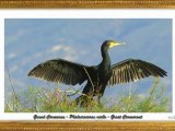 Grand Cormoran (Phalacrocorax carbo) Great Cormorant