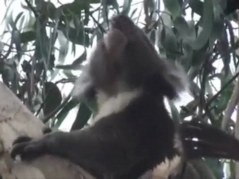 Animaux AUS 2