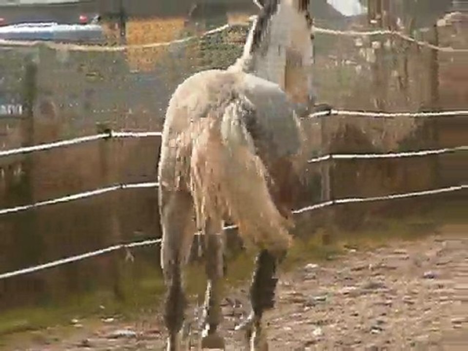 Prima et Nix et royal