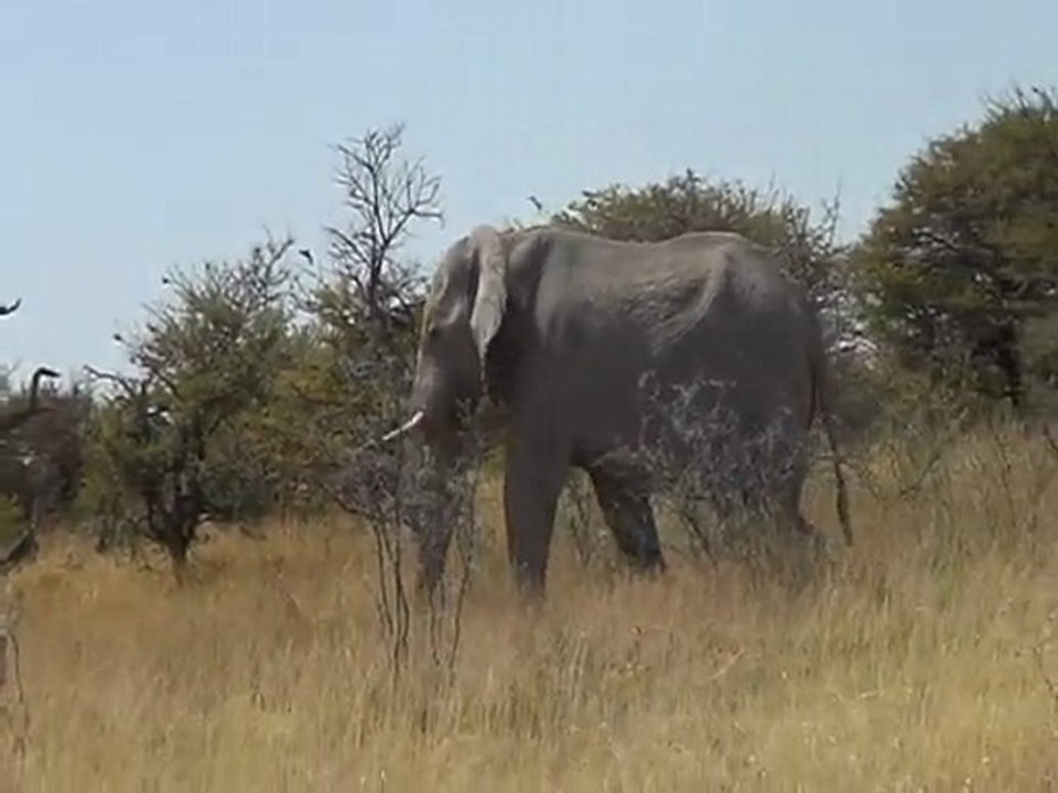Etosha Park Namibia #4