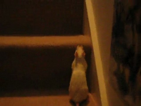 nuage qui monte les escalier