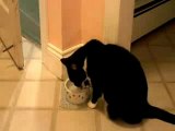 How the dumbest cat in the world drinks water