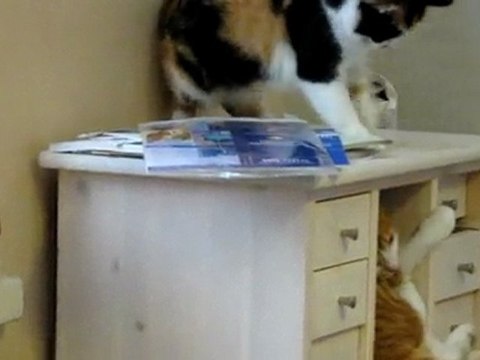 TEKIR & MIRRI 13.03.2010 001