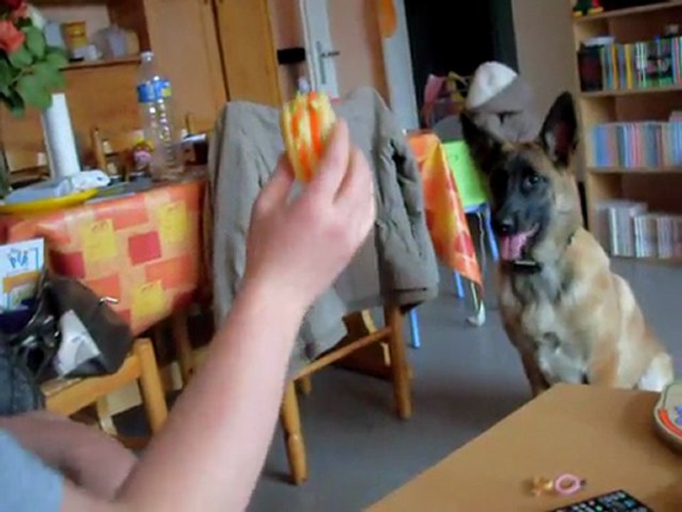 Ella, mon malinois 2 !!!